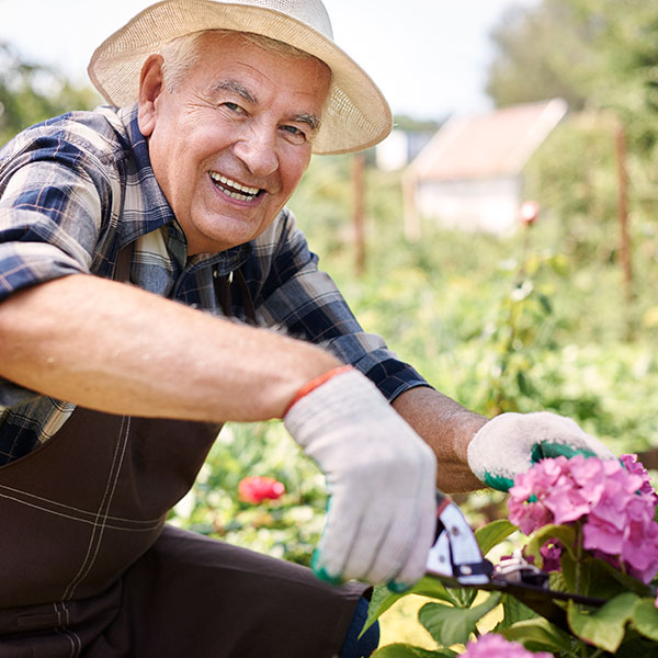 senior-man-working-field-with-flowers - Australian Capital Territory